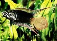 Roundtail paradisefish (Macropodus ocellatus)