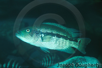 : Parachromis managuensis; Managuense