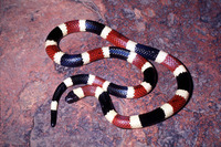 : Micruroides euryxanthus; Sonoran Coral Snake