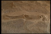 : Reptilia Class; Sauropod Hind Leg Bones