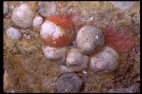 : Hipponix cranioides; Hoof Snail