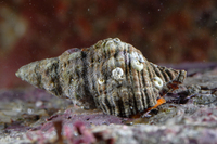 : Ocinebrina interfossa; Sculptured Rock Snail