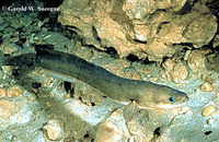 Anguilla rostrata, American eel: fisheries, aquaculture, gamefish, aquarium