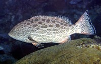 Mycteroperca venenosa, Yellowfin grouper: fisheries, gamefish, aquarium