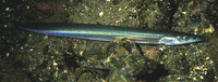 Hyperoplus lanceolatus, Great sandeel: fisheries, bait