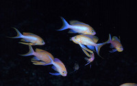 Anthias anthias, Swallowtail seaperch: fisheries, gamefish, aquarium