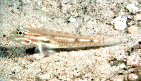 Coryphopterus glaucofraenum, Bridled goby: aquarium