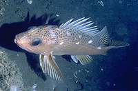 Sebastes chlorostictus, Greenspotted rockfish: