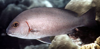 Plectorhinchus schotaf, Minstrel sweetlip: fisheries, gamefish