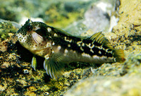 Hypsoblennius brevipinnis, Barnaclebill blenny: aquarium