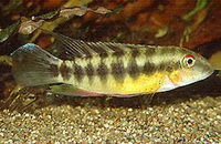 Pelvicachromis humilis, :