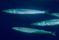 Sphyraena lucasana, Lucas barracuda: fisheries, gamefish