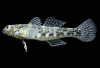 Bathygobius lineatus, Southern frillfin:
