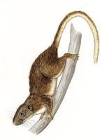 Image of: Kannabateomys amblyonyx (Atlantic bamboo rat)