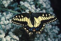 Image of: Papilio zelicaon
