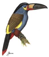 Image of: Andigena laminirostris (plate-billed mountain toucan)