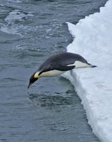 Emperor Penguin - Aptenodytes forsteri