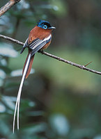 Madagascar Paradise-Flycatcher (Terpsiphone mutata) photo