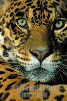 Jaguar Face stock photo