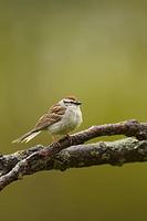 ...Chipping Sparrow ( Spizella passerina ) adult breeding plumage , Norwalk , Wisconsin USA stock p
