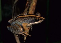 : Mantidactylus femoralis