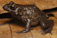 : Rana glandulosa