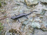 : Salamandra lanzai; Lanza's Alpine Salamander; Salamandra Di Lanza