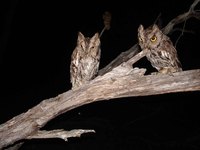 : Megascops kennicottii; Western Screech-owl