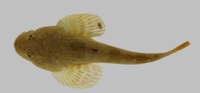 : Leptocottus armatus; Pacific Staghorn Sculpin