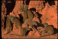 : Helogale parvula; Dwarf Mongoose
