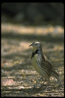 : Sturnella neglecta; Western Meadowlark