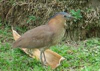 Malayan Night Heron » Gorsachius melanolophus