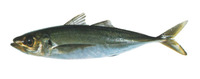 Trachurus declivis, Greenback horse mackerel: fisheries, gamefish, bait