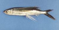 Hirundichthys oxycephalus, Bony flyingfish: fisheries
