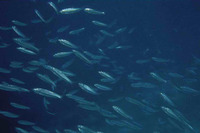 Harengula clupeola, False herring: fisheries, bait