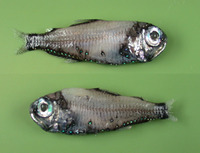 Electrona risso, Chubby flashlightfish: