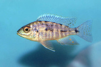 Aulonocara nyassae, Emperor cichlid: aquarium