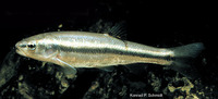 Semotilus atromaculatus, Creek chub: