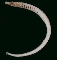 Cosmocampus banneri, Roughridge pipefish: