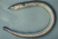 Ophichthus cylindroideus, Dusky snake eel: