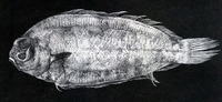 Poecilopsetta natalensis, African righteye flounder: