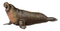 Image of: Mirounga angustirostris (northern elephant seal)