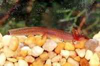 Image of: Pseudotriton montanus (mud salamander)