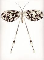 Image of: Nemoptera sinuata