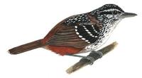 Image of: Hypocnemis cantator (warbling antbird)