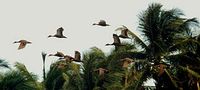 Philippine Duck - Anas luzonica