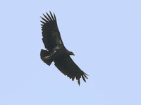 King Vulture (Sarcoramphus papa) photo