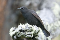 Austral Blackbird - Curaeus curaeus
