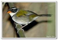 Saffron-billed Sparrow - Arremon flavirostris