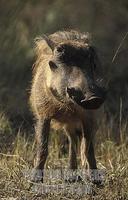 warthog ( Phacochoerus africanus ) , Mlilwane wildlife sanctuary , Swaziland stock photo